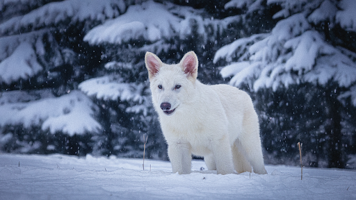 How Dire Wolves Transcended From Fantasy to Reality